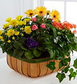 FTD Gentle Blossoms Basket
