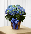 The FTD� Blue Hydrangea Planter