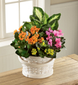 The FTD� Color Crush� Dishgarden 