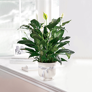 The FTD� Comfort Planter