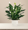 The FTD� Comfort Planter