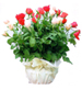 Basket of Roses