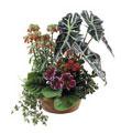 Arrangement of Plants