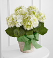The FTD� White Hydrangea Planter