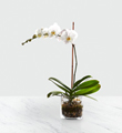 The FTD� White Orchid Planter